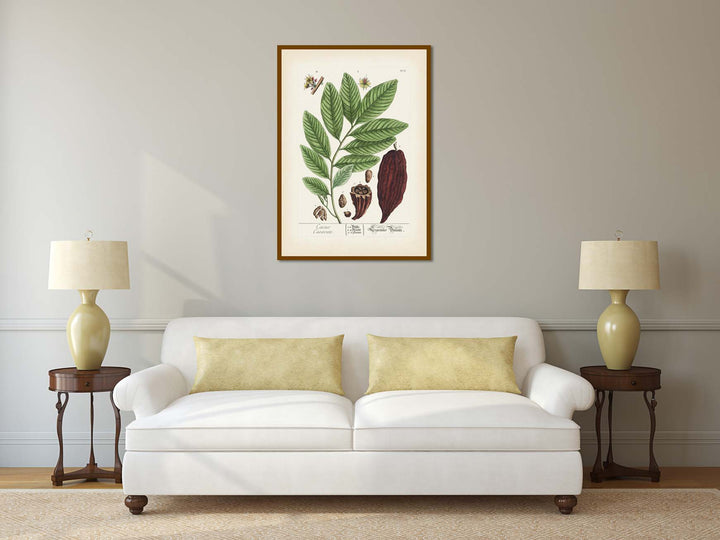 Cacao Caeavate Theobroma cacao Cacao tree Cocoa - botanical print by Elizabeth Blackwell, A Curious Herbal, 1737 art poster canvas gift