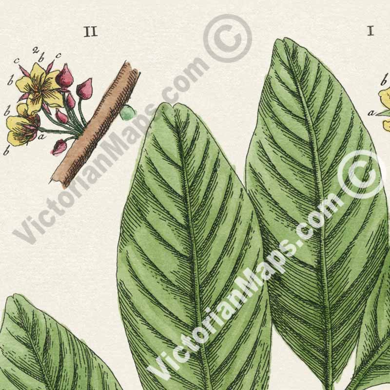 Cacao Caeavate Theobroma cacao Cacao tree Cocoa - botanical print by Elizabeth Blackwell, A Curious Herbal, 1737 art poster canvas gift