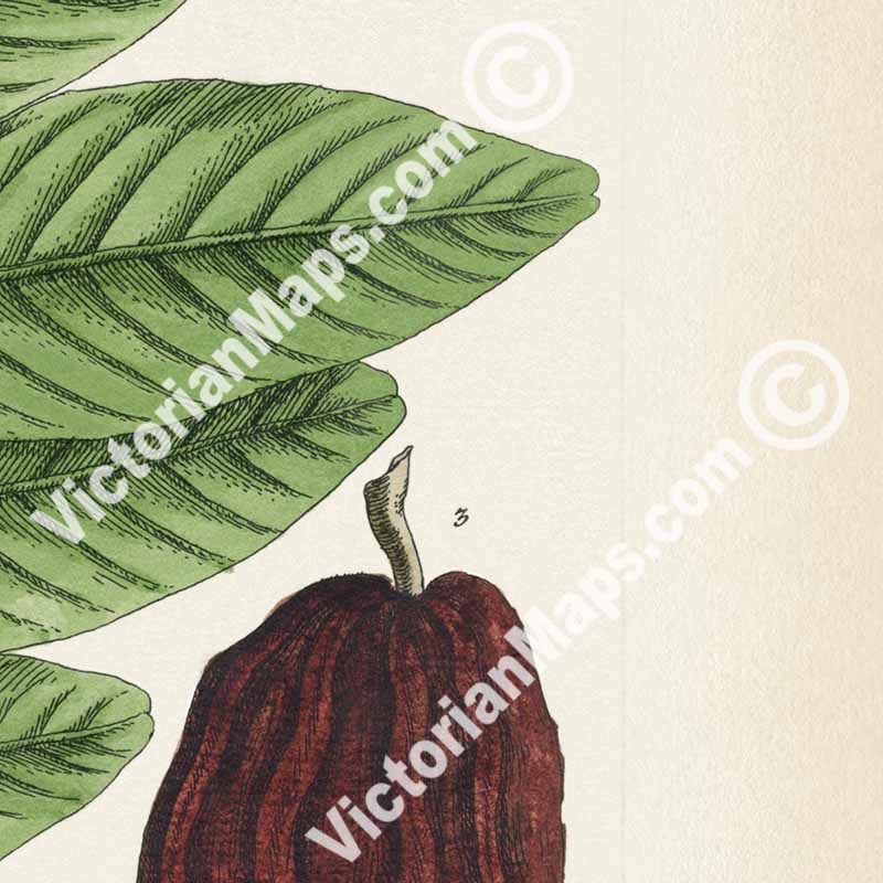 Cacao Caeavate Theobroma cacao Cacao tree Cocoa - botanical print by Elizabeth Blackwell, A Curious Herbal, 1737 art poster canvas gift