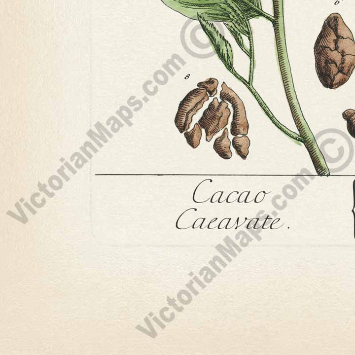 Cacao Caeavate Theobroma cacao Cacao tree Cocoa - botanical print by Elizabeth Blackwell, A Curious Herbal, 1737 art poster canvas gift