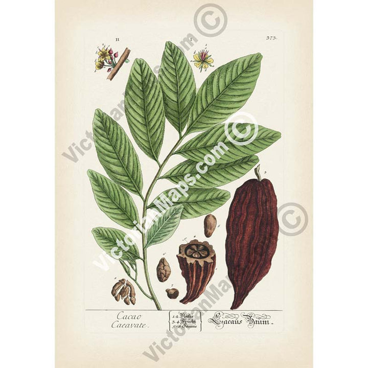 Cacao Caeavate Theobroma cacao Cacao tree Cocoa - botanical print by Elizabeth Blackwell, A Curious Herbal, 1737 art poster canvas gift