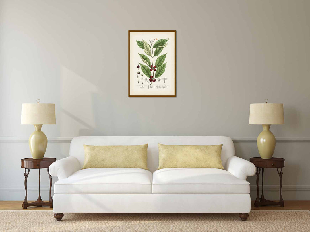 Coffee Coffee plant Coffea arabica - botanical print by Elizabeth Blackwell, A Curious Herbal, 1737 art poster canvas gift