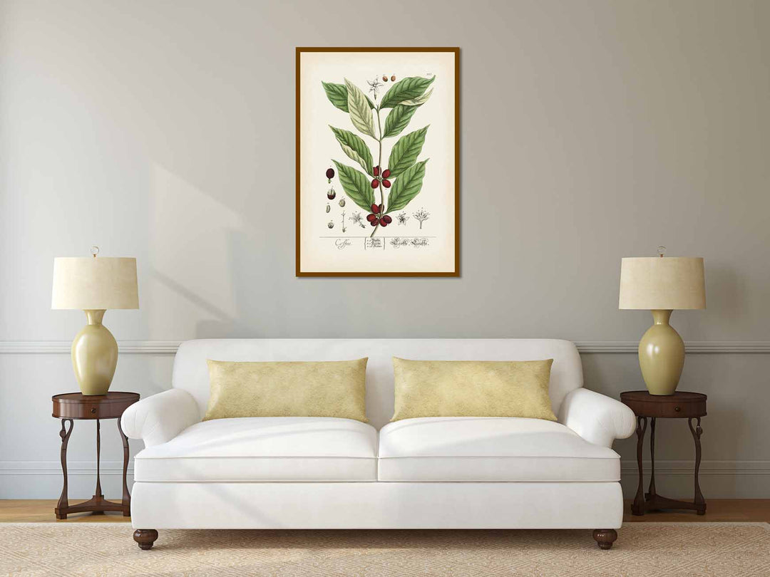 Coffee Coffee plant Coffea arabica - botanical print by Elizabeth Blackwell, A Curious Herbal, 1737 art poster canvas gift