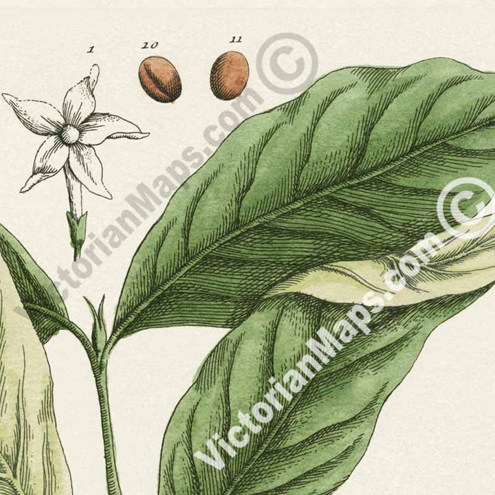 Coffee Coffee plant Coffea arabica - botanical print by Elizabeth Blackwell, A Curious Herbal, 1737 art poster canvas gift