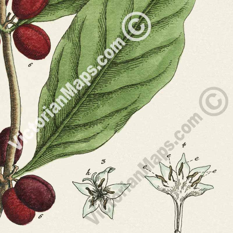Coffee Coffee plant Coffea arabica - botanical print by Elizabeth Blackwell, A Curious Herbal, 1737 art poster canvas gift