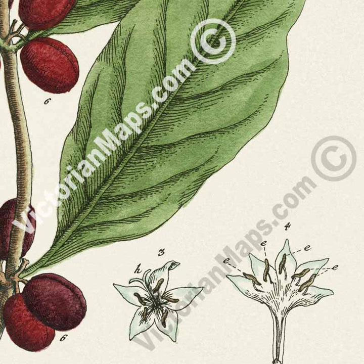 Coffee Coffee plant Coffea arabica - botanical print by Elizabeth Blackwell, A Curious Herbal, 1737 art poster canvas gift