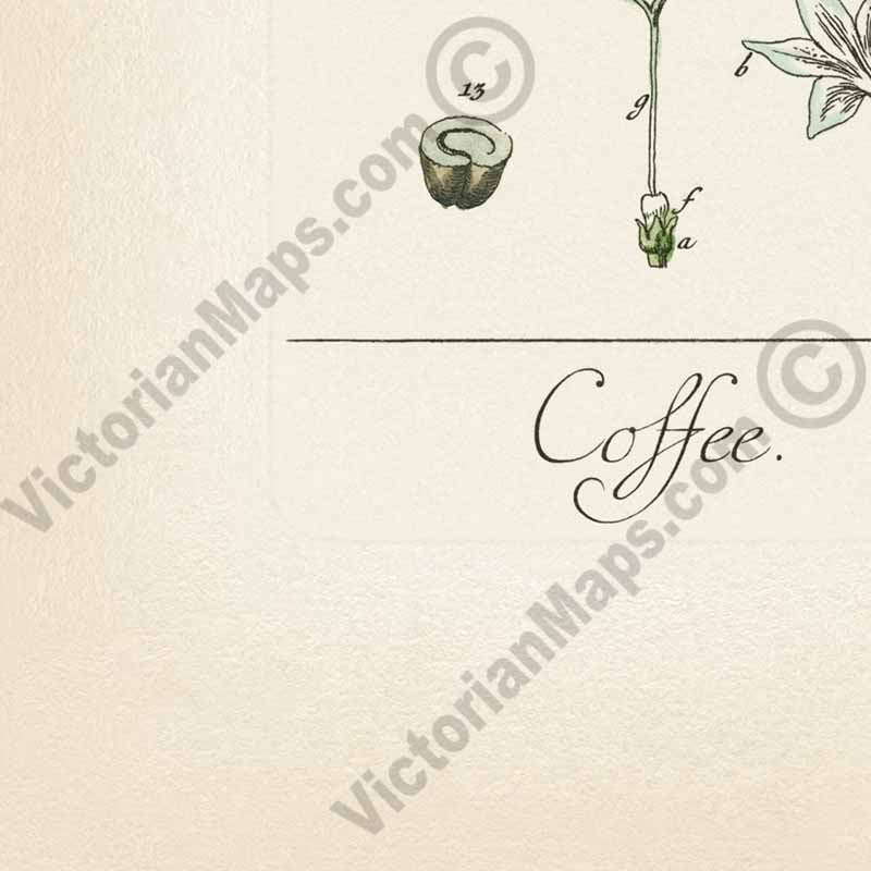 Coffee Coffee plant Coffea arabica - botanical print by Elizabeth Blackwell, A Curious Herbal, 1737 art poster canvas gift