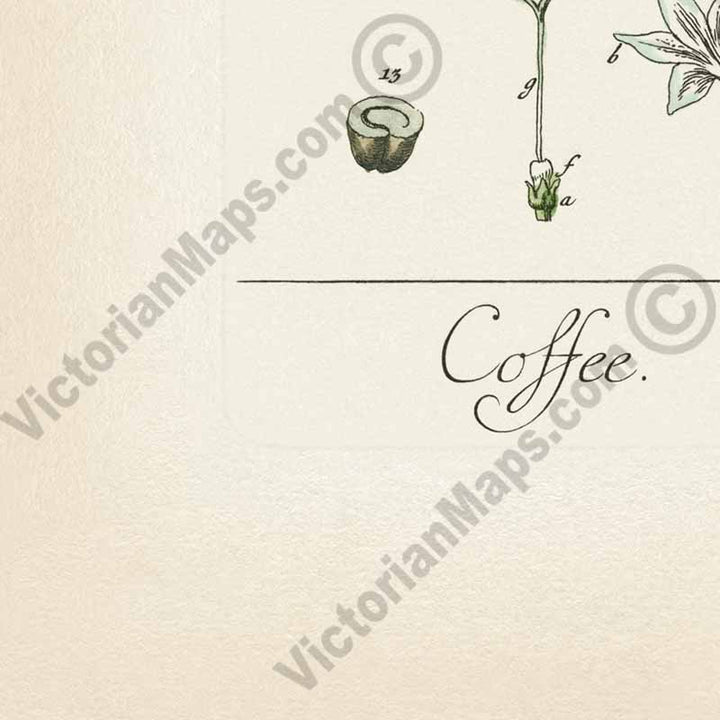 Coffee Coffee plant Coffea arabica - botanical print by Elizabeth Blackwell, A Curious Herbal, 1737 art poster canvas gift
