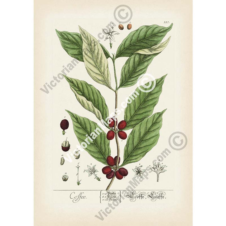 Coffee Coffee plant Coffea arabica - botanical print by Elizabeth Blackwell, A Curious Herbal, 1737 art poster canvas gift