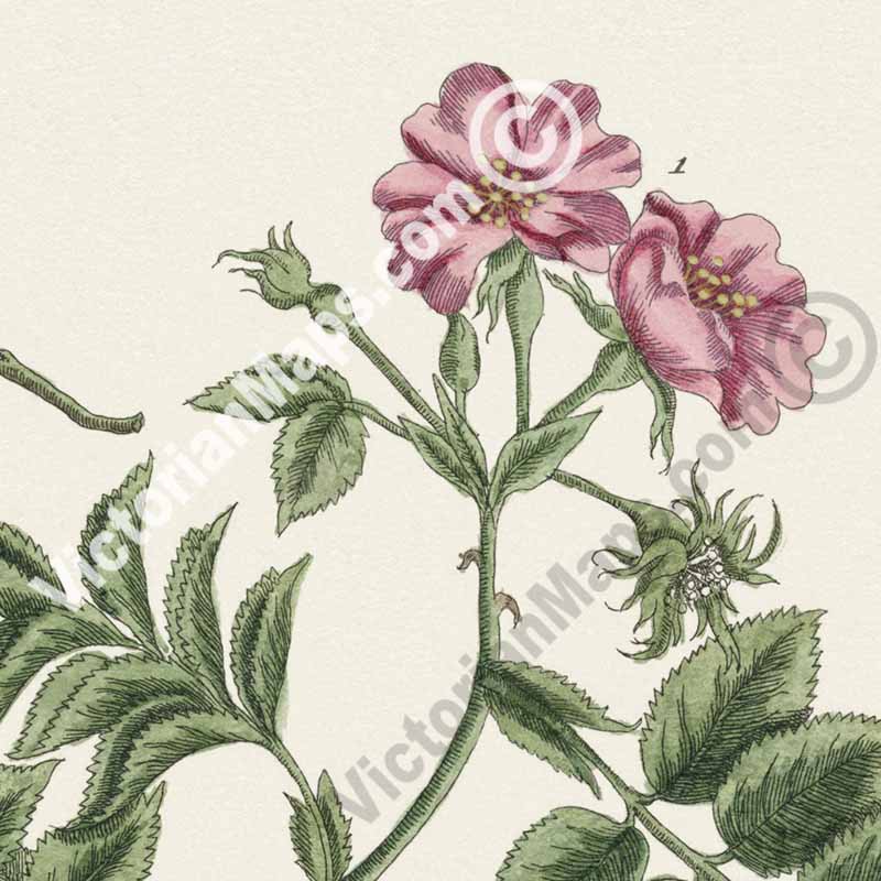 Dog rose Wild Rose Rosa Canina feu sylvestris - botanical print by Elizabeth Blackwell, A Curious Herbal, 1737 art poster canvas gift