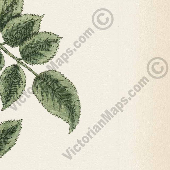 Dog rose Wild Rose Rosa Canina feu sylvestris - botanical print by Elizabeth Blackwell, A Curious Herbal, 1737 art poster canvas gift