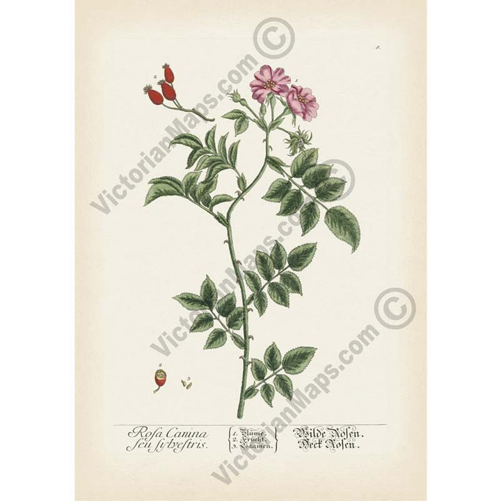 Dog rose Wild Rose Rosa Canina feu sylvestris - botanical print by Elizabeth Blackwell, A Curious Herbal, 1737 art poster canvas gift