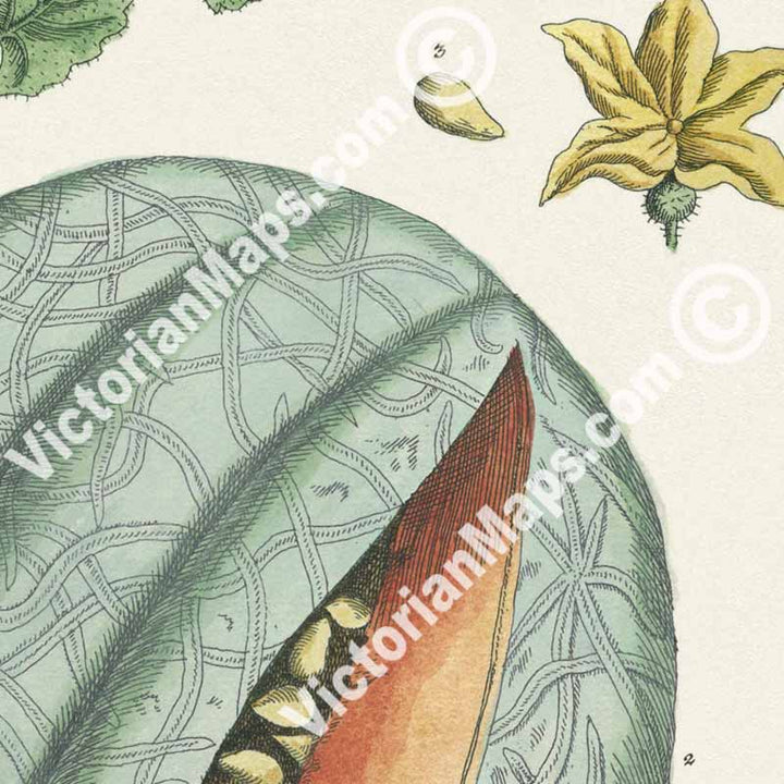Melo Melon Cucumis melo plant - botanical print by Elizabeth Blackwell, A Curious Herbal, 1737 art poster canvas gift