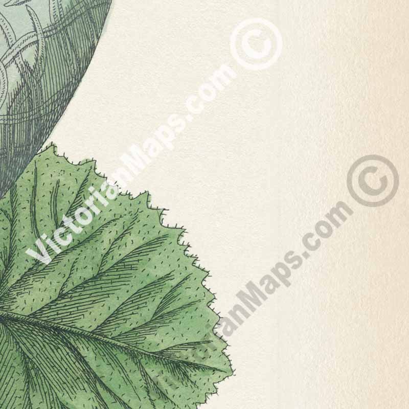 Melo Melon Cucumis melo plant - botanical print by Elizabeth Blackwell, A Curious Herbal, 1737 art poster canvas gift