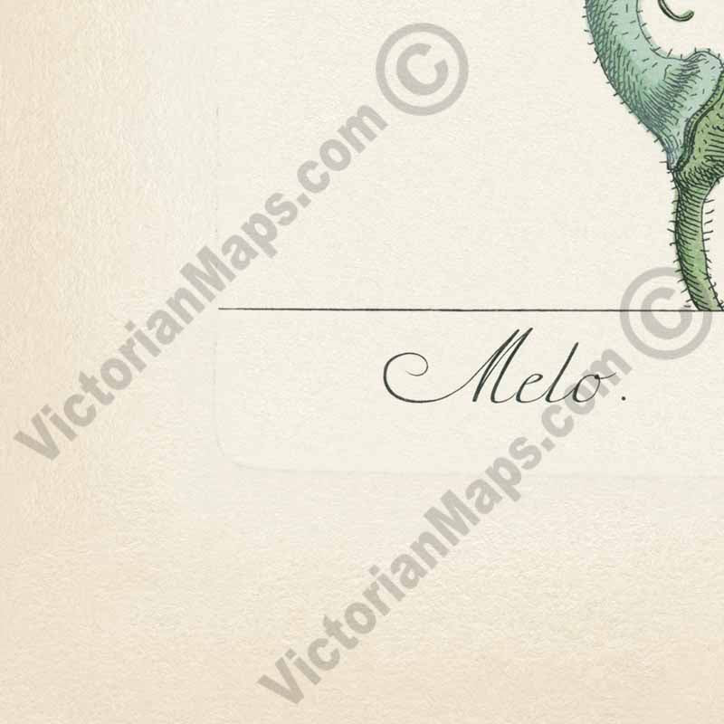 Melo Melon Cucumis melo plant - botanical print by Elizabeth Blackwell, A Curious Herbal, 1737 art poster canvas gift