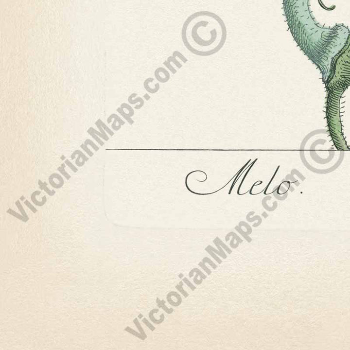 Melo Melon Cucumis melo plant - botanical print by Elizabeth Blackwell, A Curious Herbal, 1737 art poster canvas gift