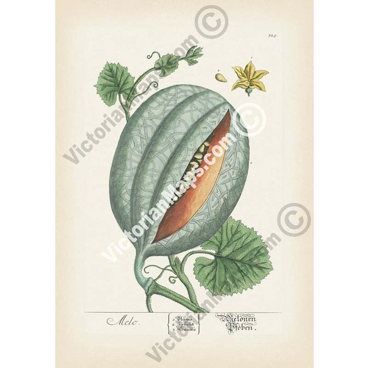 Melo Melon Cucumis melo plant - botanical print by Elizabeth Blackwell, A Curious Herbal, 1737 art poster canvas gift