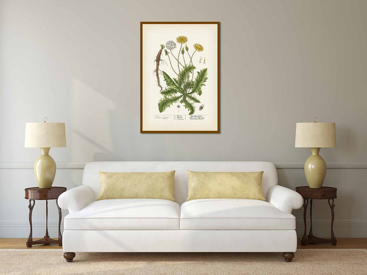 Dens leonis Common dandelion Taraxacum officinale Taraxacum dens-leonis - botanical print by Elizabeth Blackwell, A Curious Herbal, 1737 art poster canvas gift