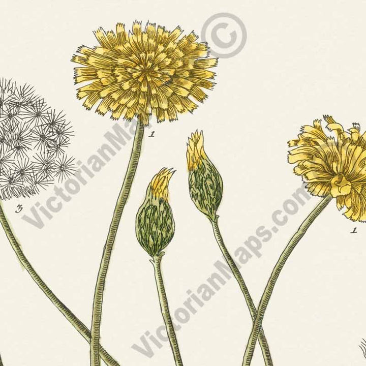 Dens leonis Common dandelion Taraxacum officinale Taraxacum dens-leonis - botanical print by Elizabeth Blackwell, A Curious Herbal, 1737 art poster canvas gift