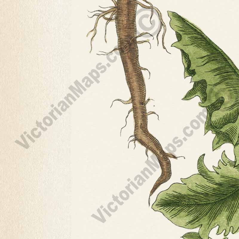 Dens leonis Common dandelion Taraxacum officinale Taraxacum dens-leonis - botanical print by Elizabeth Blackwell, A Curious Herbal, 1737 art poster canvas gift