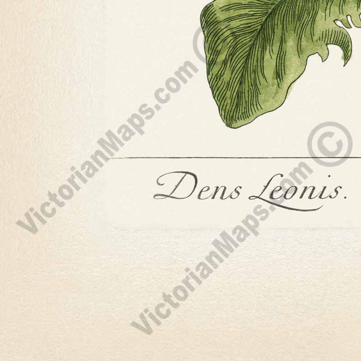 Dens leonis Common dandelion Taraxacum officinale Taraxacum dens-leonis - botanical print by Elizabeth Blackwell, A Curious Herbal, 1737 art poster canvas gift