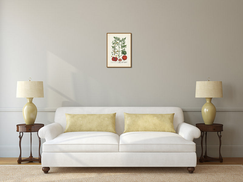 Tomato flowering plant and fruits Amoris Pomum Solanum lycopersicum , botanical print by Elizabeth Blackwell, 1737 art poster canvas gift