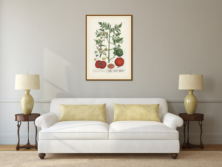 Tomato flowering plant and fruits Amoris Pomum Solanum lycopersicum , botanical print by Elizabeth Blackwell, 1737 art poster canvas gift