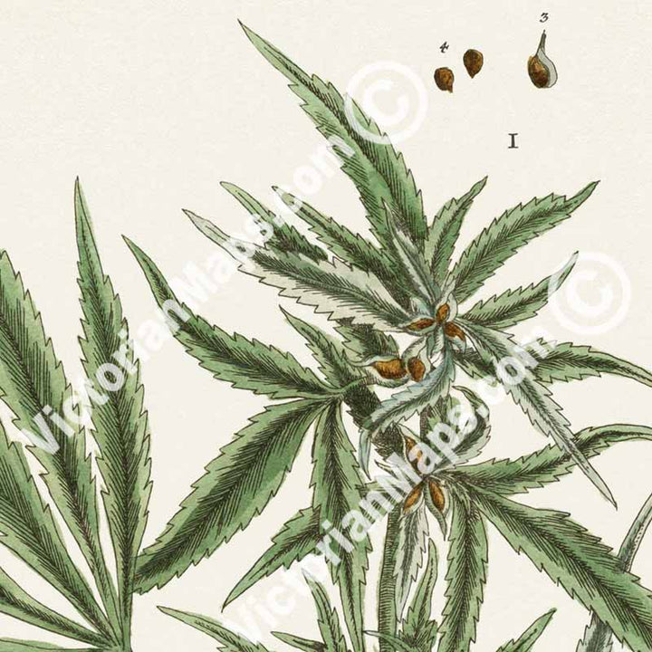 Cannabis foemina Cannabis sativa Hemp plant - botanical print by Elizabeth Blackwell, A Curious Herbal, 1737 art poster canvas gift