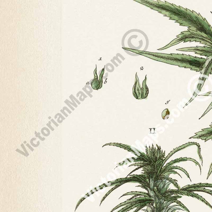Cannabis foemina Cannabis sativa Hemp plant - botanical print by Elizabeth Blackwell, A Curious Herbal, 1737 art poster canvas gift