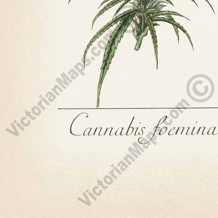 Cannabis foemina Cannabis sativa Hemp plant - botanical print by Elizabeth Blackwell, A Curious Herbal, 1737 art poster canvas gift