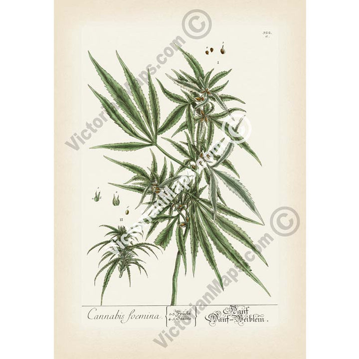 Cannabis foemina Cannabis sativa Hemp plant - botanical print by Elizabeth Blackwell, A Curious Herbal, 1737 art poster canvas gift