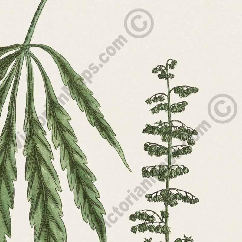 Cannabis mas Cannabis sativa Hemp plant - botanical print by Elizabeth Blackwell, A Curious Herbal, 1737 art poster canvas gift