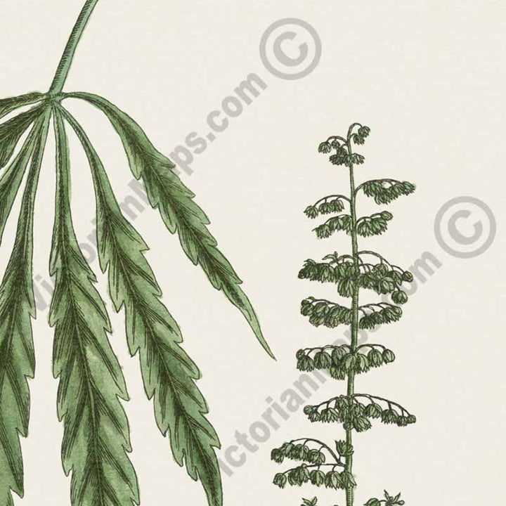 Cannabis mas Cannabis sativa Hemp plant - botanical print by Elizabeth Blackwell, A Curious Herbal, 1737 art poster canvas gift