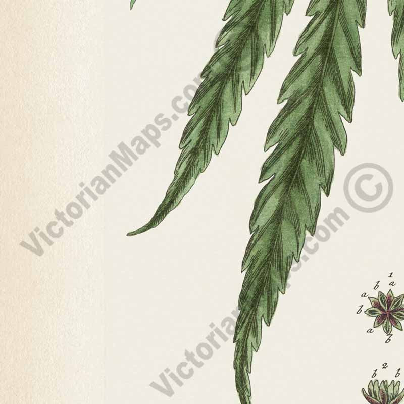 Cannabis mas Cannabis sativa Hemp plant - botanical print by Elizabeth Blackwell, A Curious Herbal, 1737 art poster canvas gift
