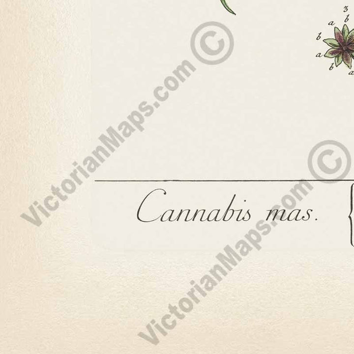 Cannabis mas Cannabis sativa Hemp plant - botanical print by Elizabeth Blackwell, A Curious Herbal, 1737 art poster canvas gift