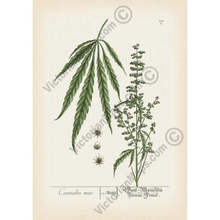 Cannabis mas Cannabis sativa Hemp plant - botanical print by Elizabeth Blackwell, A Curious Herbal, 1737 art poster canvas gift