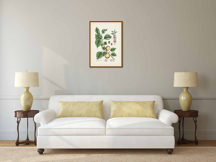 Apricot Prunus armeniaca tree & fruit - botanical print by Elizabeth Blackwell, A Curious Herbal, 1737