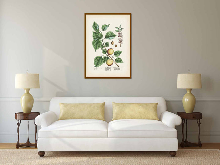 Apricot Prunus armeniaca tree & fruit - botanical print by Elizabeth Blackwell, A Curious Herbal, 1737