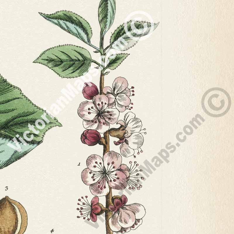Apricot Prunus armeniaca tree & fruit - botanical print by Elizabeth Blackwell, A Curious Herbal, 1737