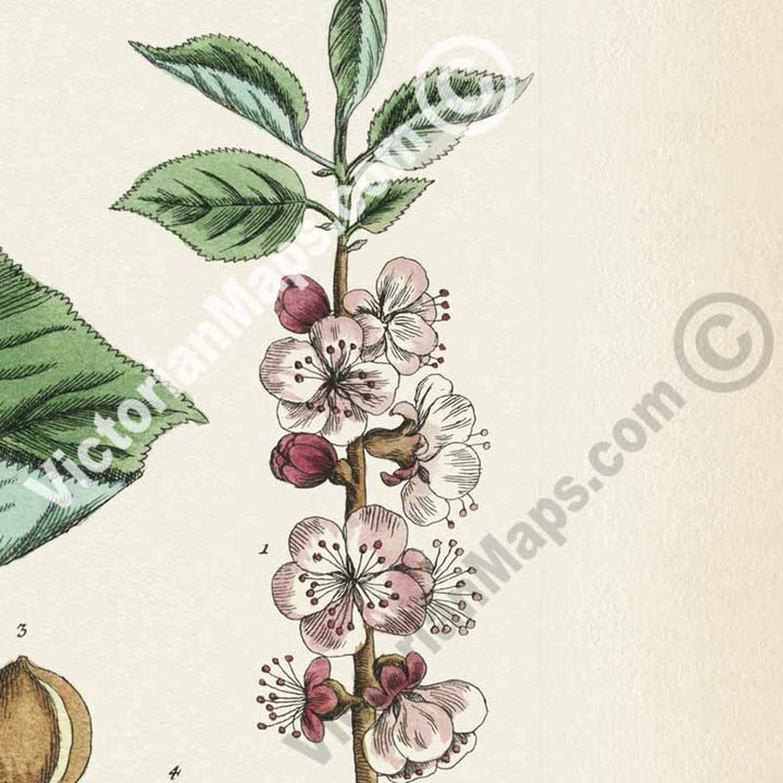 Apricot Prunus armeniaca tree & fruit - botanical print by Elizabeth Blackwell, A Curious Herbal, 1737