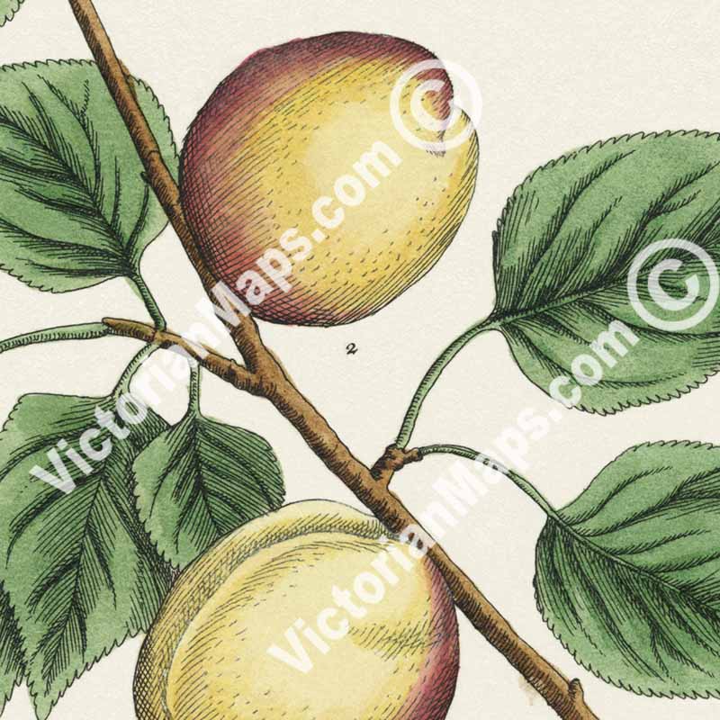 Apricot Prunus armeniaca tree & fruit - botanical print by Elizabeth Blackwell, A Curious Herbal, 1737