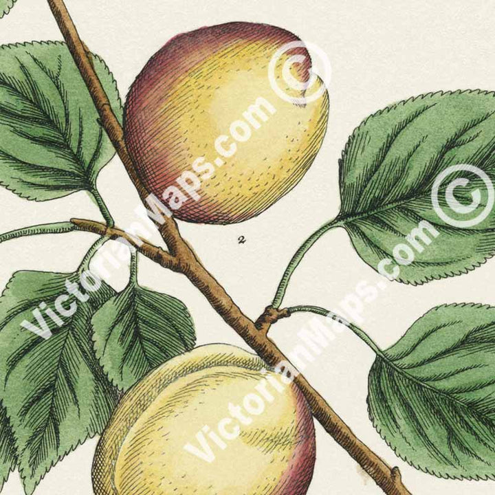 Apricot Prunus armeniaca tree & fruit - botanical print by Elizabeth Blackwell, A Curious Herbal, 1737