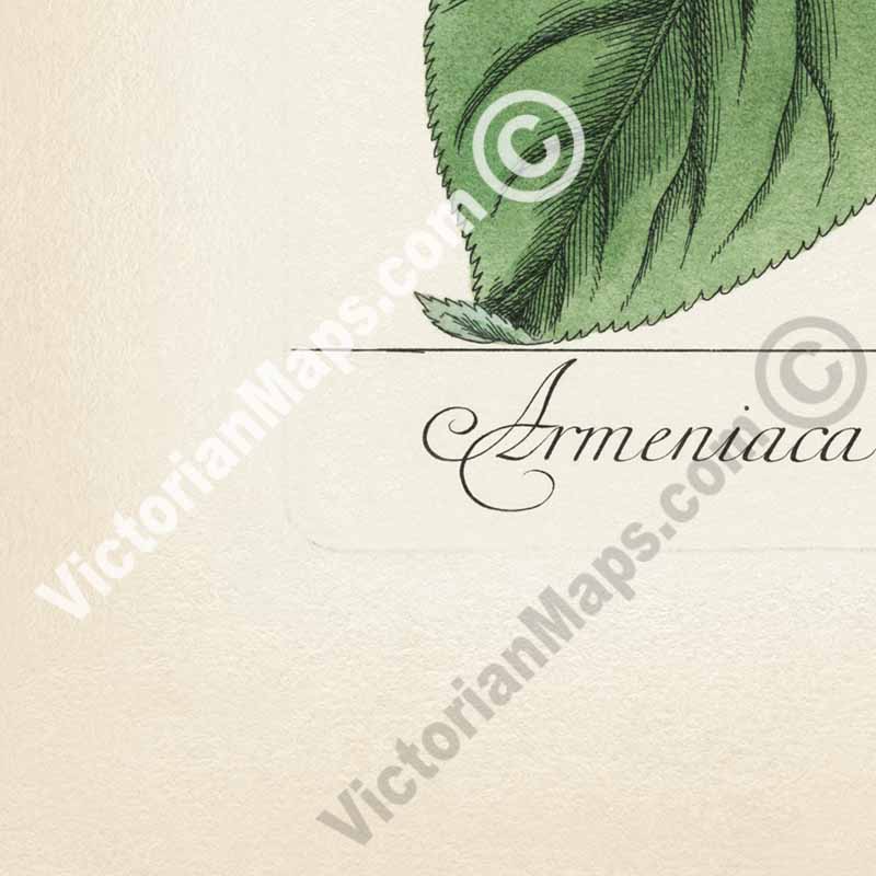 Apricot Prunus armeniaca tree & fruit - botanical print by Elizabeth Blackwell, A Curious Herbal, 1737
