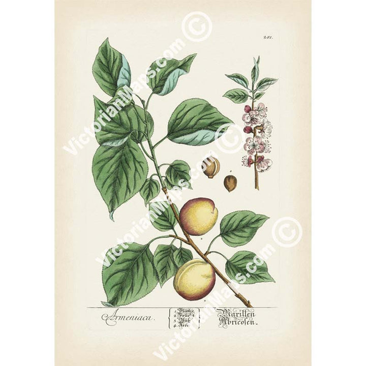 Apricot Prunus armeniaca tree & fruit - botanical print by Elizabeth Blackwell, A Curious Herbal, 1737