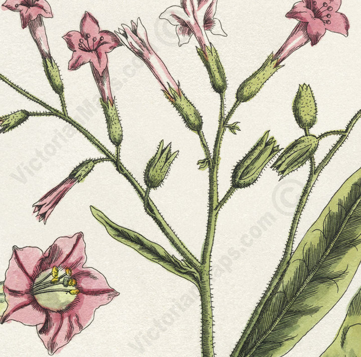 Tobacco flowering plant Petum tabaccum Nicotiana tabacum , botanical print by Elizabeth Blackwell, 1737 art poster canvas gift