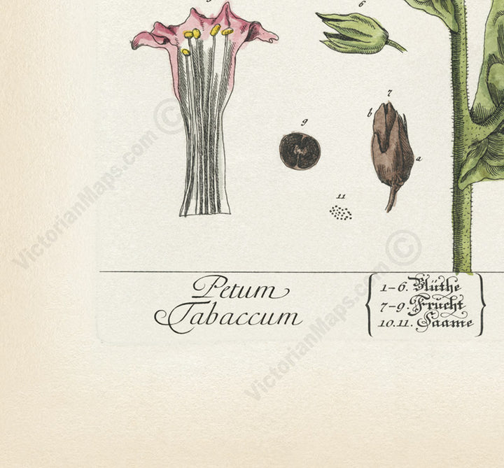 Tobacco flowering plant Petum tabaccum Nicotiana tabacum , botanical print by Elizabeth Blackwell, 1737 art poster canvas gift