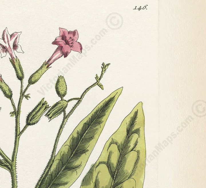 Tobacco flowering plant Petum tabaccum Nicotiana tabacum , botanical print by Elizabeth Blackwell, 1737 art poster canvas gift