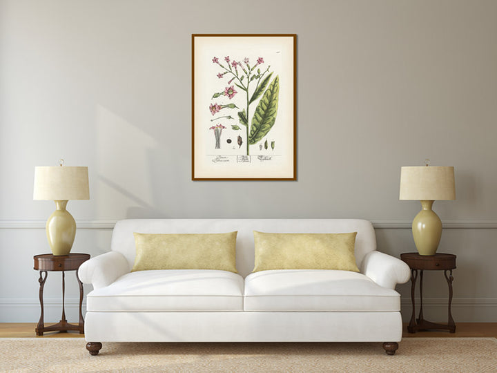 Tobacco flowering plant Petum tabaccum Nicotiana tabacum , botanical print by Elizabeth Blackwell, 1737 art poster canvas gift