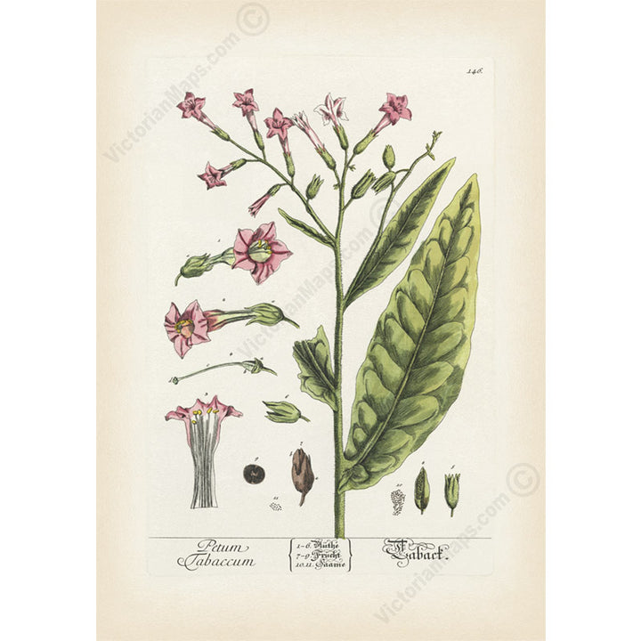 Tobacco flowering plant Petum tabaccum Nicotiana tabacum , botanical print by Elizabeth Blackwell, 1737 art poster canvas gift