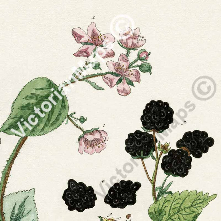 Blackberry / Rubus fruticosus / Brombeere / Bramble fruit - botanical print by Elizabeth Blackwell, A Curious Herbal, 1737